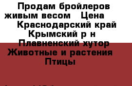 Продам бройлеров живым весом › Цена ­ 100 - Краснодарский край, Крымский р-н, Плавненский хутор Животные и растения » Птицы   
